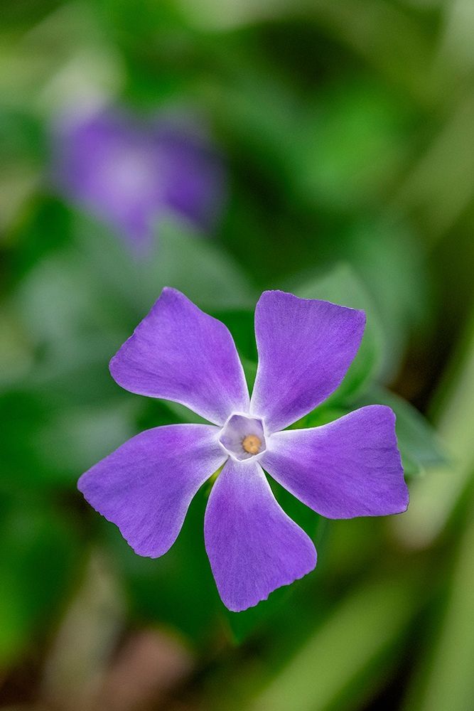 Bigleaf Periwinkle